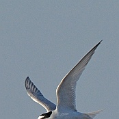 Little Tern  "Sterna albifrons"